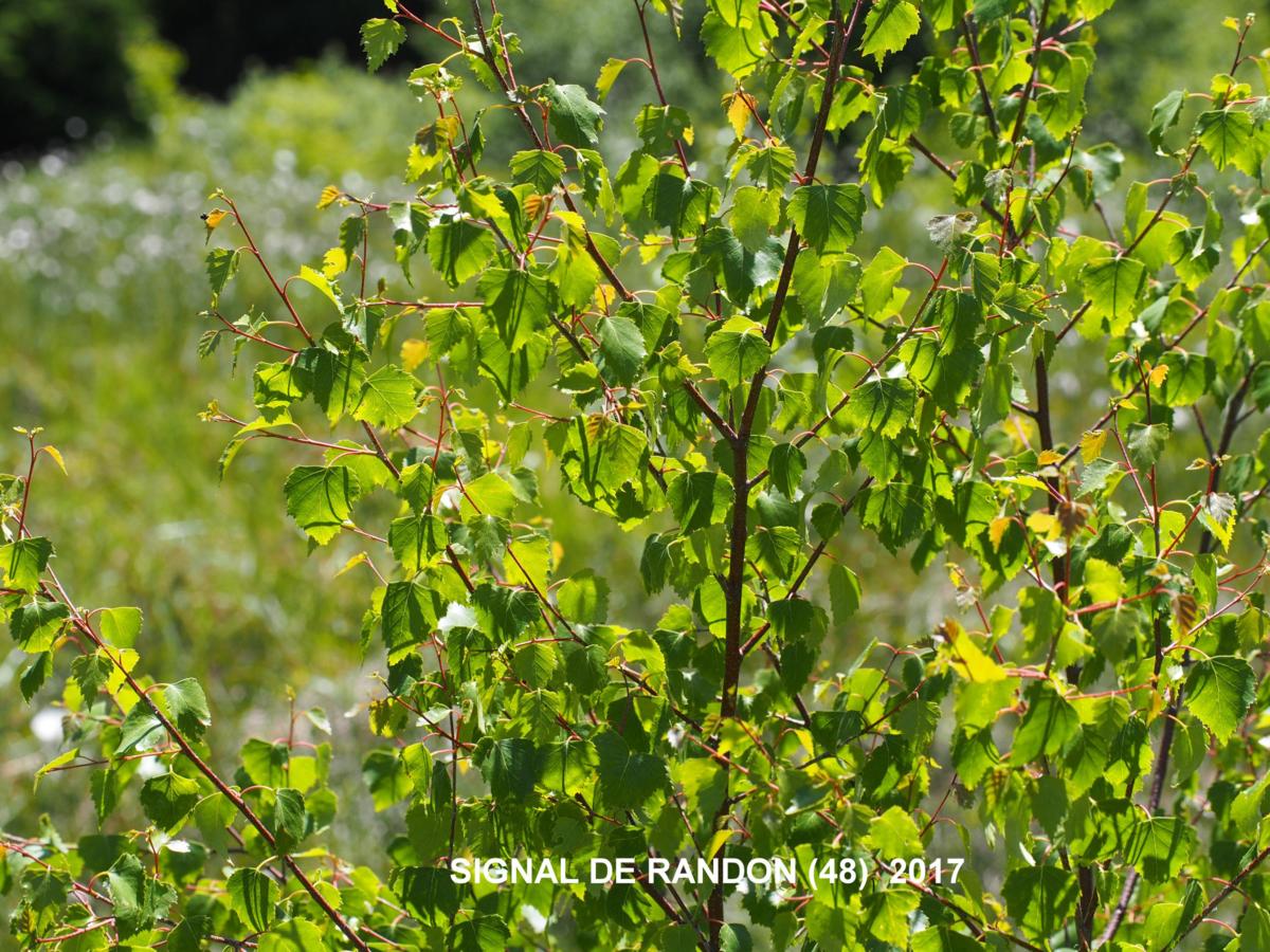 Birch, Downy plant